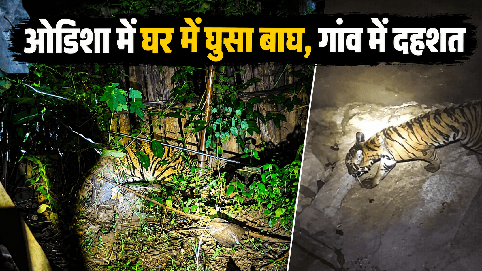 ओडिशा के गांव में घर के अंदर घुसा बाघ, ग्रामीणों में मचा हड़कंप; वन विभाग ने किया रेस्क्यू
