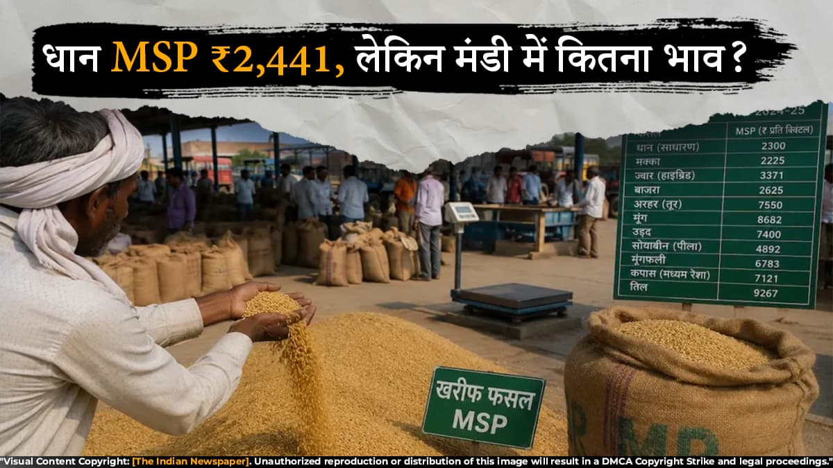 धान MSP ₹2,441, लेकिन मंडी में कितना भाव? MSP और बाजार रेट का फर्क समझिए