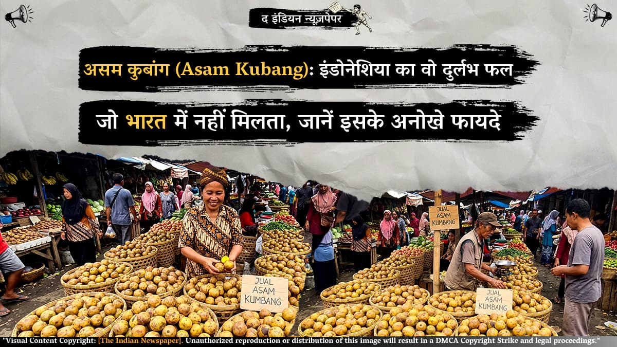 असम कुबांग (Asam Kubang): इंडोनेशिया का वो दुर्लभ फल जो भारत में नहीं मिलता, जानें इसके अनोखे फायदे